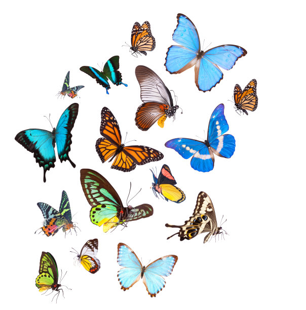 ornithoptera