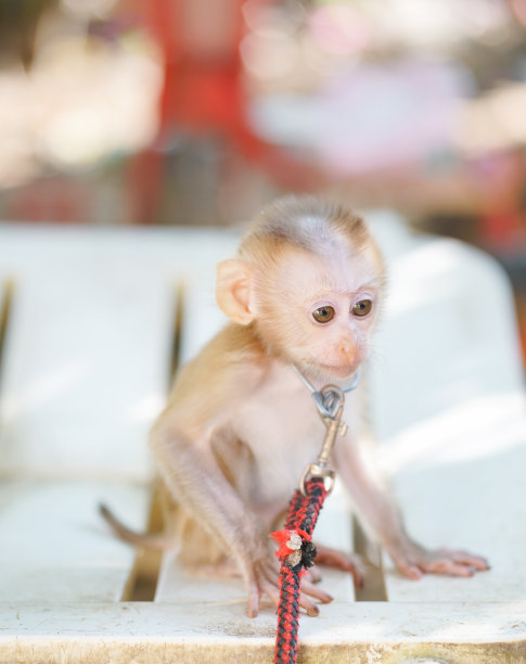 小猴子表情