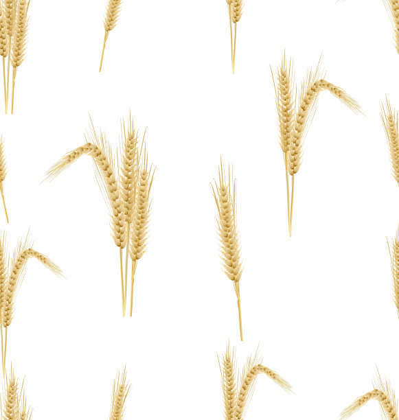 小麦发芽了