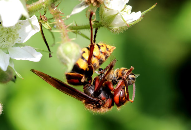 hornets