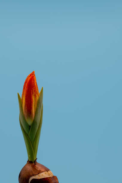 季节,彩色背景,红色