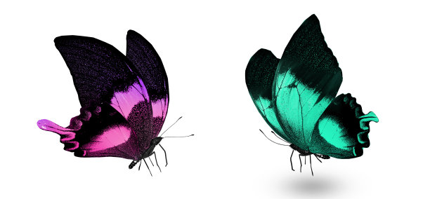 morpho