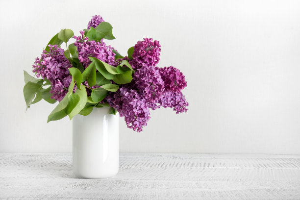 紫丁香插花