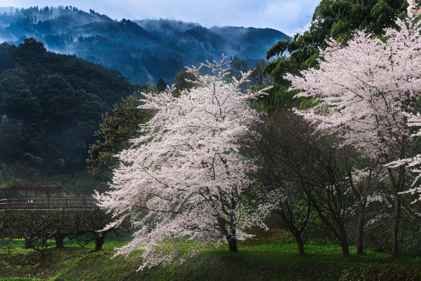 美,水平画幅,樱花