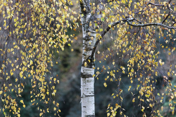 秋天的白桦树