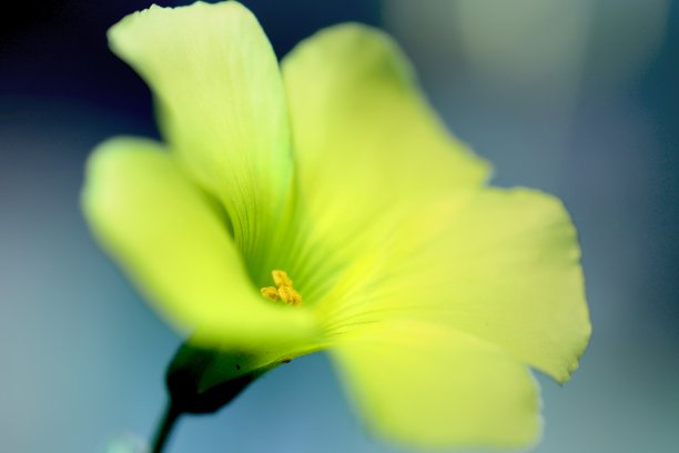 酢浆草开花