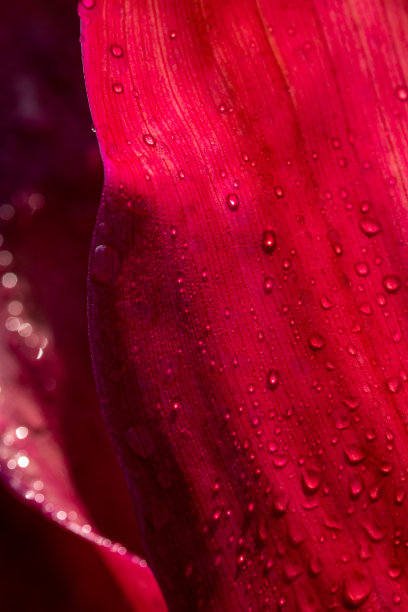 红色叶片上的露珠植物