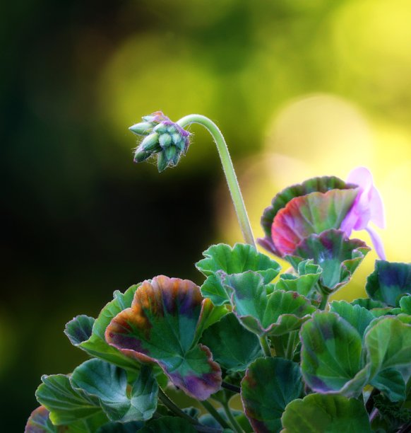 海棠特写花