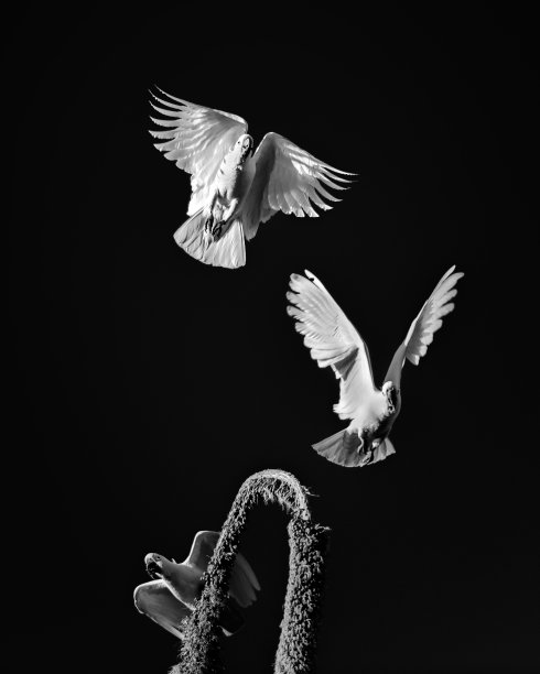 澳洲白鹦鹉