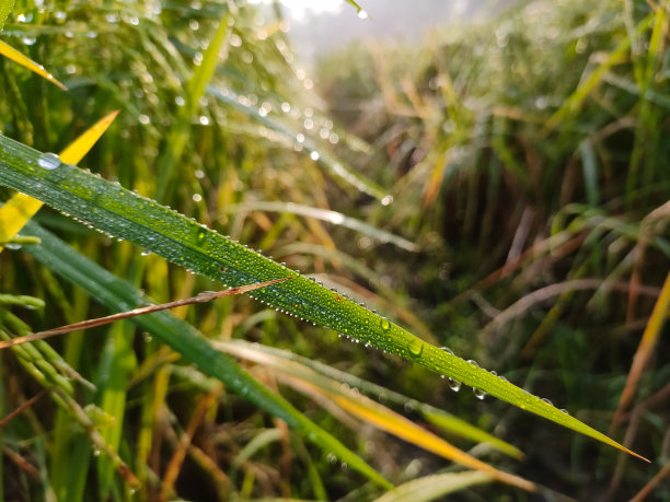 透亮的小草