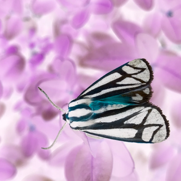 ornithoptera