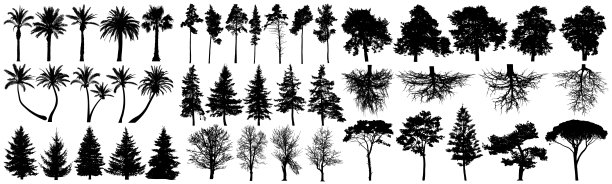 spruce
