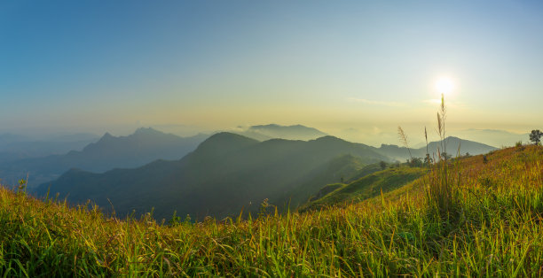 高山植物