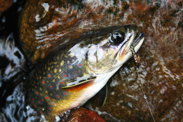 salvelinus