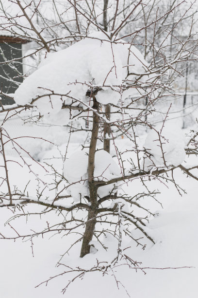 自然雪景寒冷冬天雪花特写