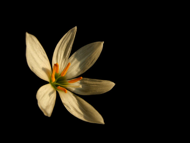 花朵荷塘