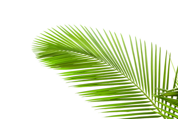 绿草坪椰子树