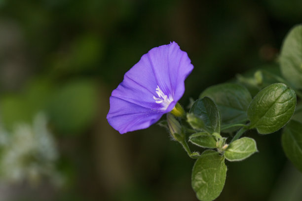 紫色牵花