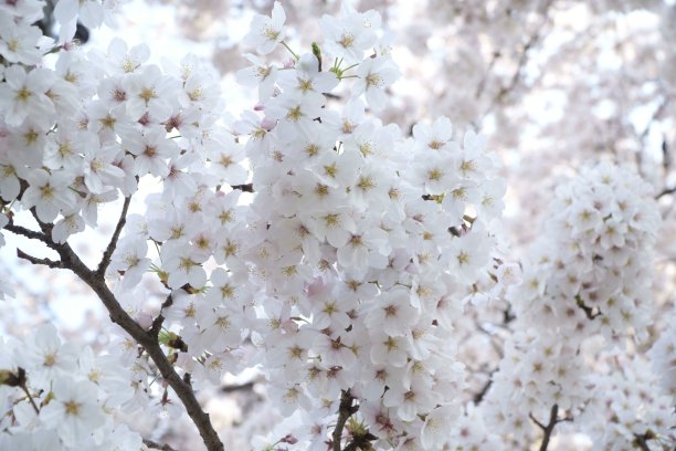 山间小路与花海