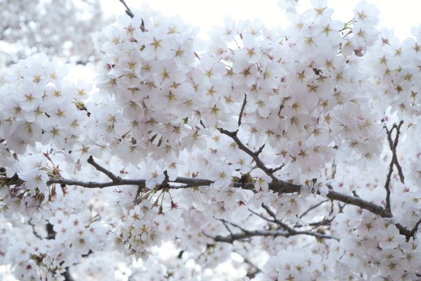 樱花盛开高清实拍图片
