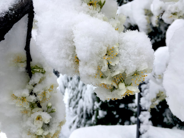 冰雪中的花朵