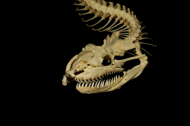 reptilia