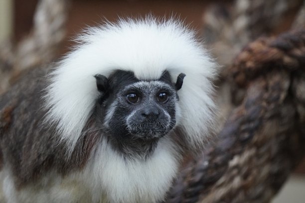 saguinus