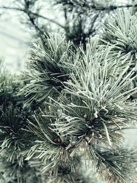 圣诞树背景实拍素材