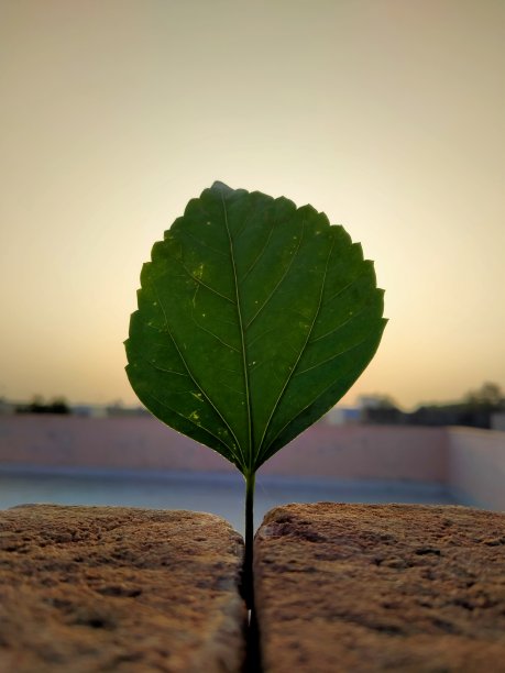 户外,日落,季节