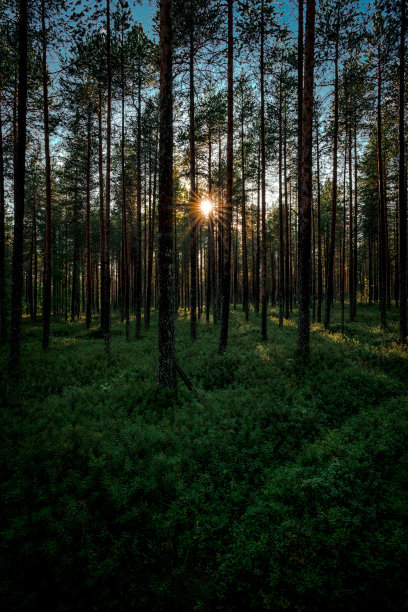 森林树林环境绿化