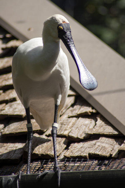 spoonbill