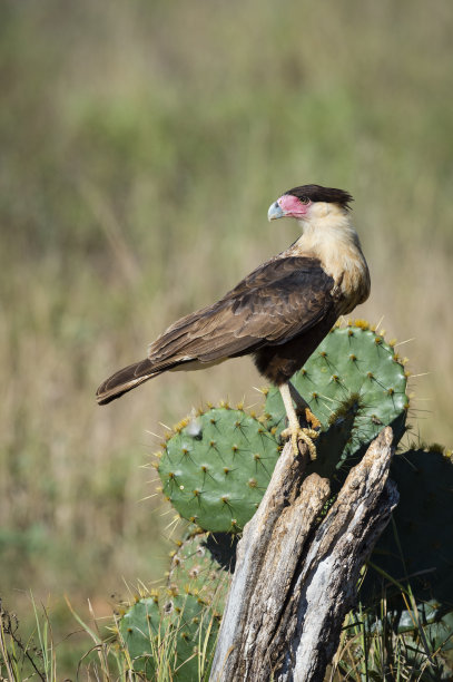 raptor