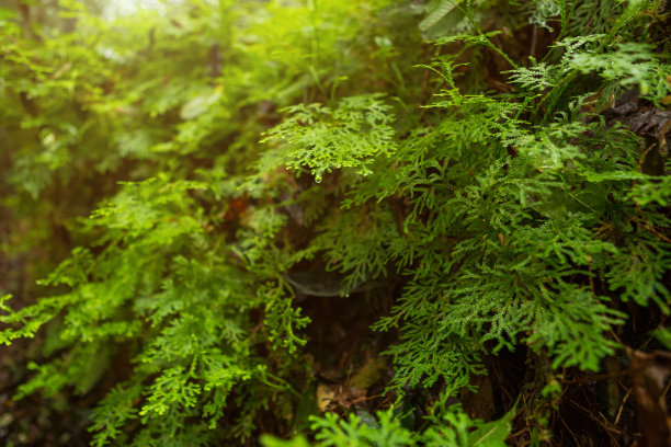 雨天的森林植物蕨类和植物