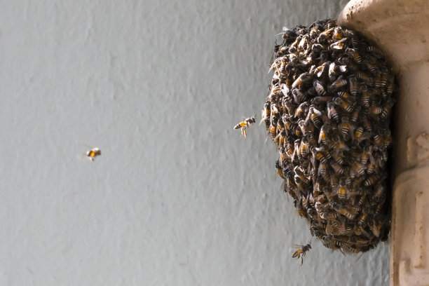 飞舞的蜜蜂群