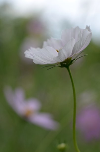 山间小路与花海