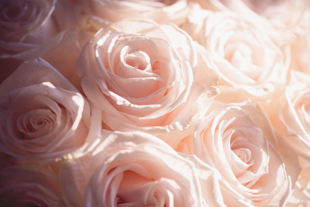 花瓣粉红色粉玫瑰花束