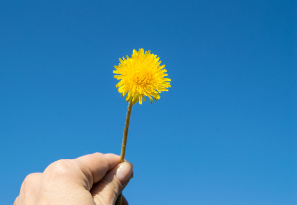 艳丽花朵花纹