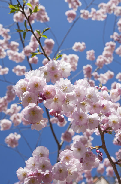 白色樱花与蓝天