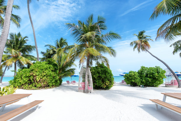 芭蕉叶沙发背景