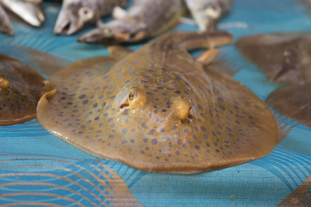 stingray