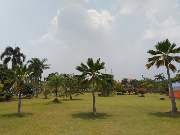 绿草坪椰子树
