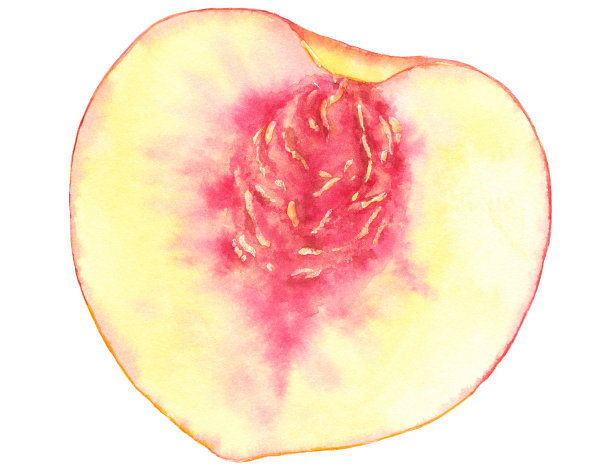 水蜜桃插画素材