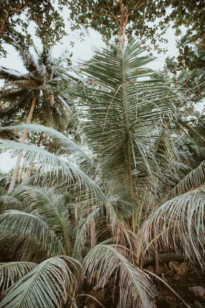 夏季椰子图案