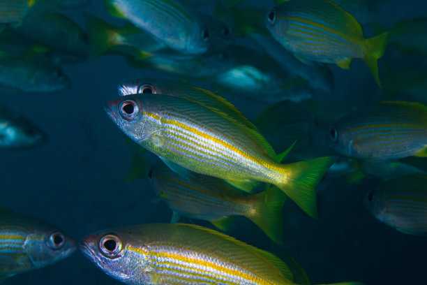 snapper