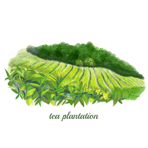 illustrations