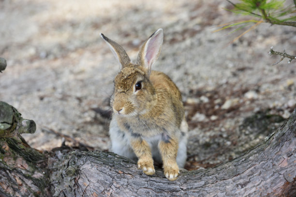 兔类动物
