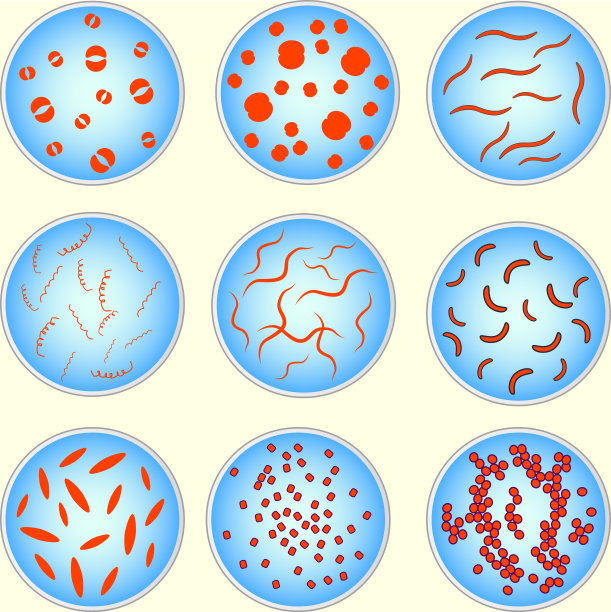 天然酵母细胞