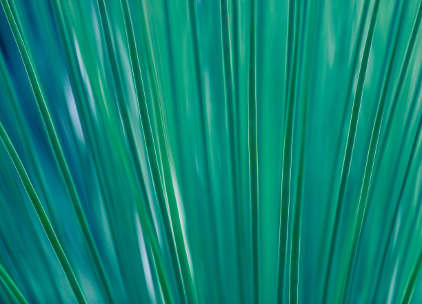 清新蓝绿棕榈叶图案背景