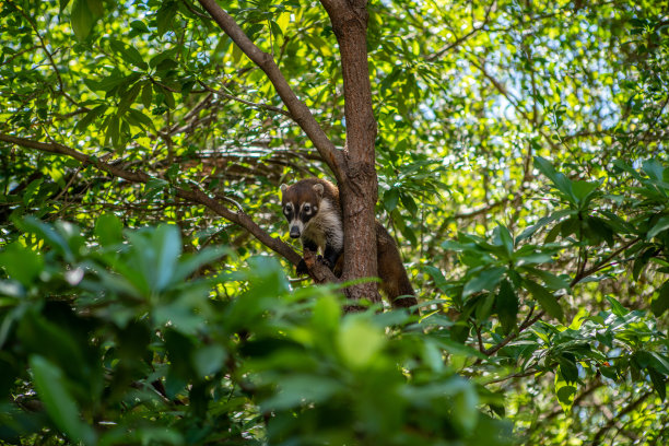 coatimundi