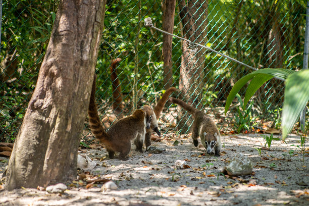 coatimundi
